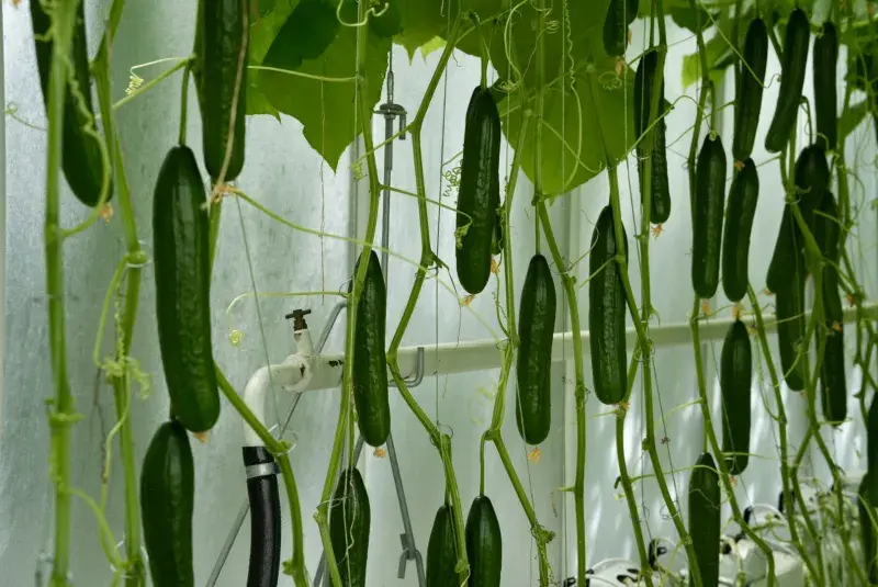 Okurky - Farma Bezdínek 