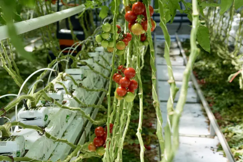 Rajčata - Farma Bezdínek 