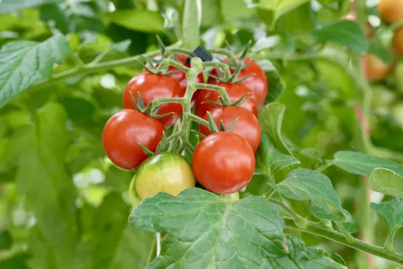 Rajčata - Farma Bezdínek 1