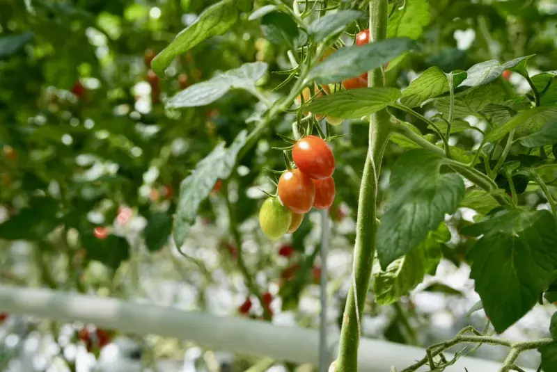 Rajčata - Farma Bezdínek 