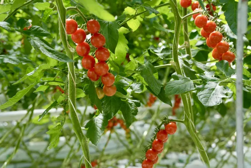 Rajčata - Farma Bezdínek 