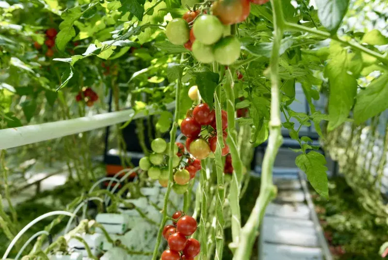 Rajčata - Farma Bezdínek 