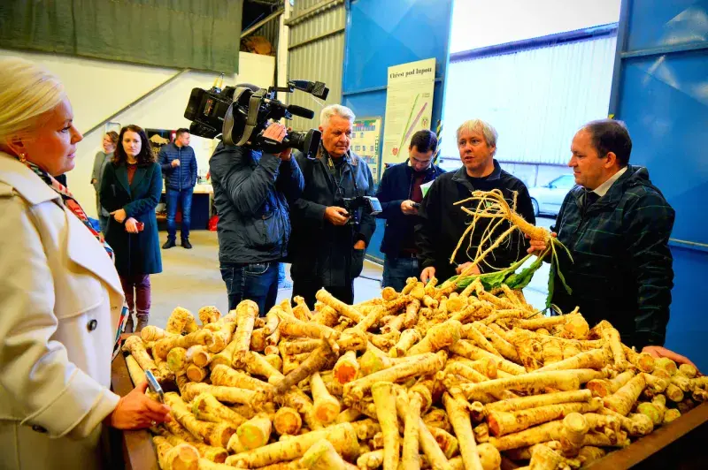 Sklizeň českého křenu 2023