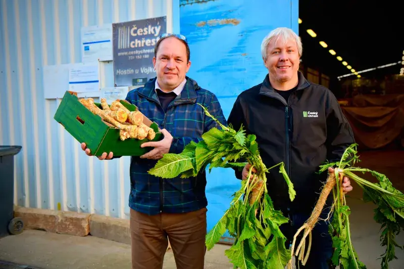 Sklizeň českého křenu 2023