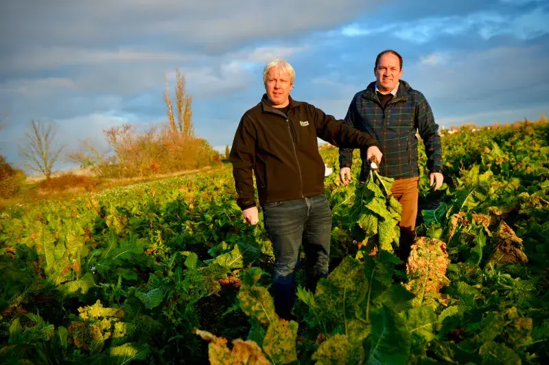 Sklizeň českého křenu