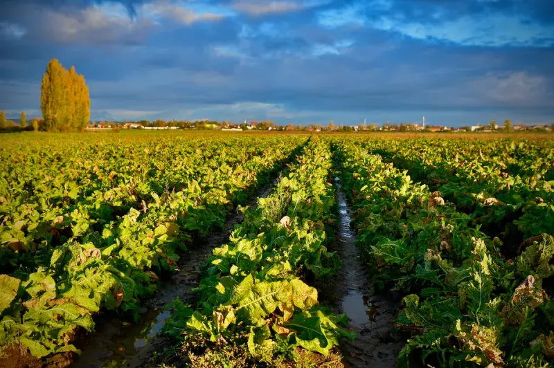 Sklizeň českého chřestu 2023