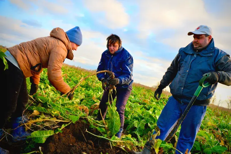 Sklizeň českého křenu 2023