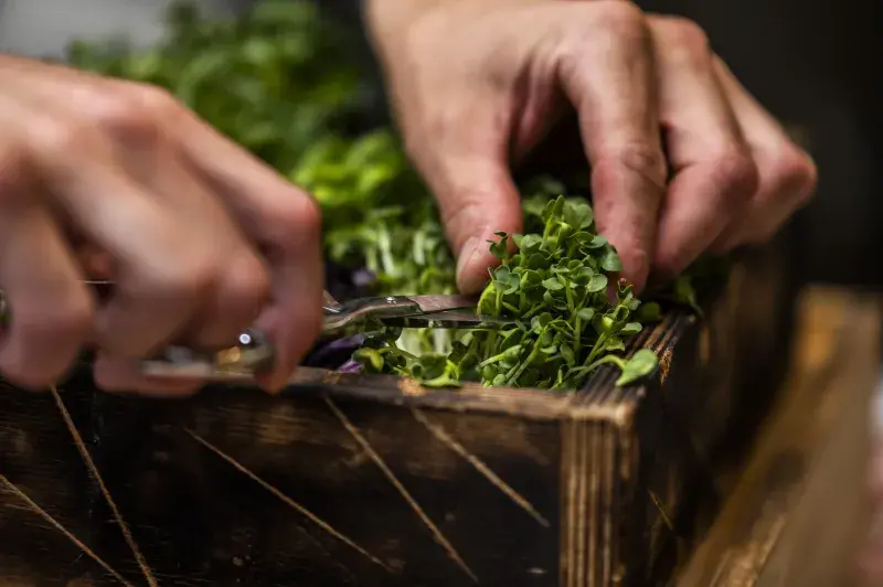 Zelená a bylinky? To jaru sluší