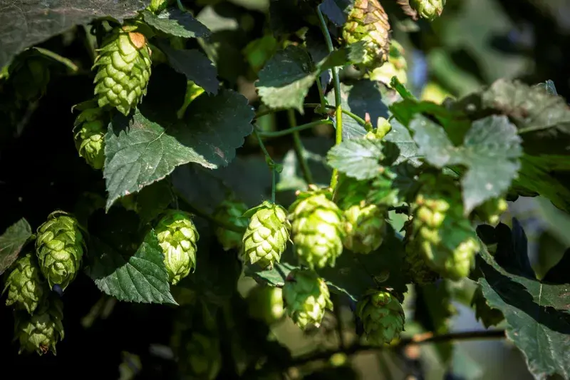 Pivovar Radegast: se svolením Pivovaru Radegast