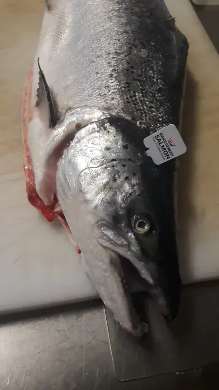 Losos z nabídky The Fish Company 