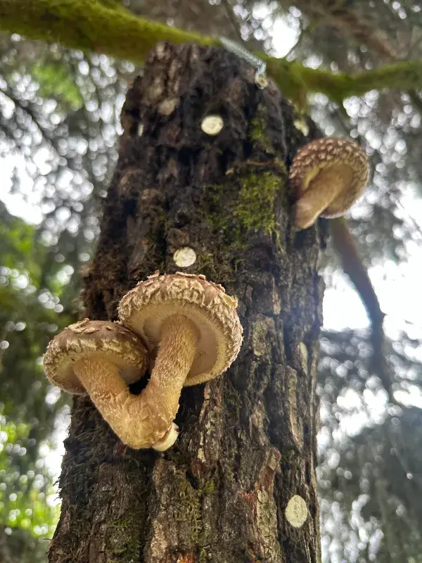 shikmen - shitake od True shitake 