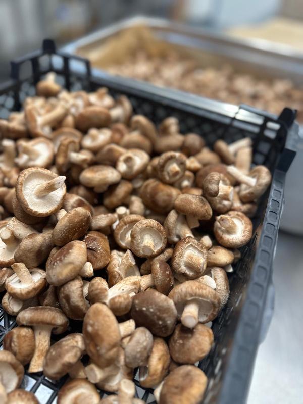 Shitake