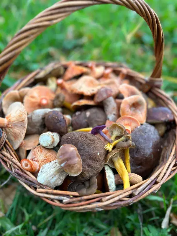 Košík podzimních hub