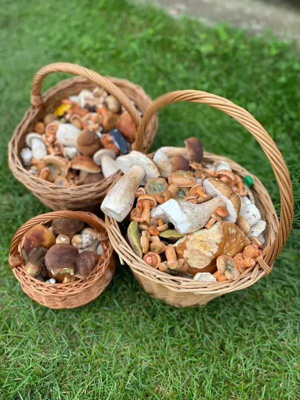 Lukáš Zach má svá oblíbená místa, kde je úroda vždy jistá