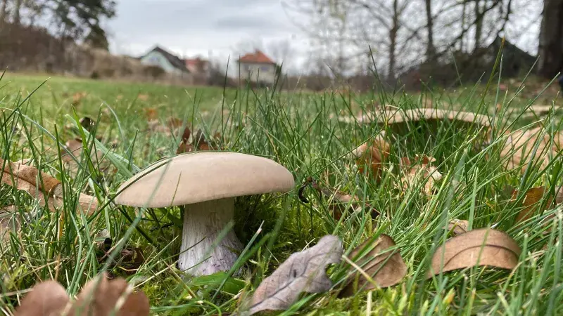 Čirůvka dvoubarvá