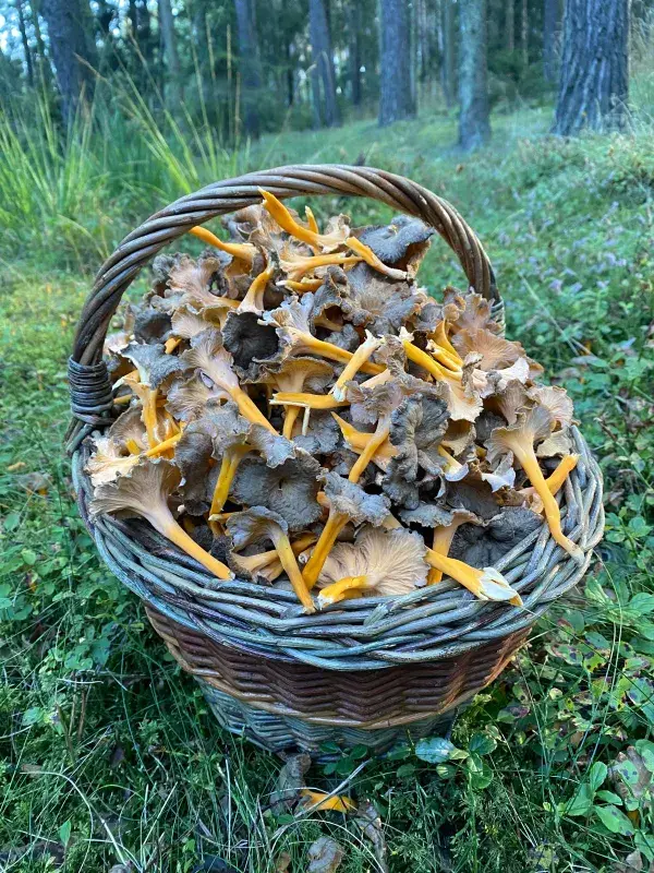 Liška žlutavá - je na červeném seznamu, ale jak Lukáš říká, trhali ji s mykology na lyofilizaci na místě, kde jí bylo opravdu hodně 