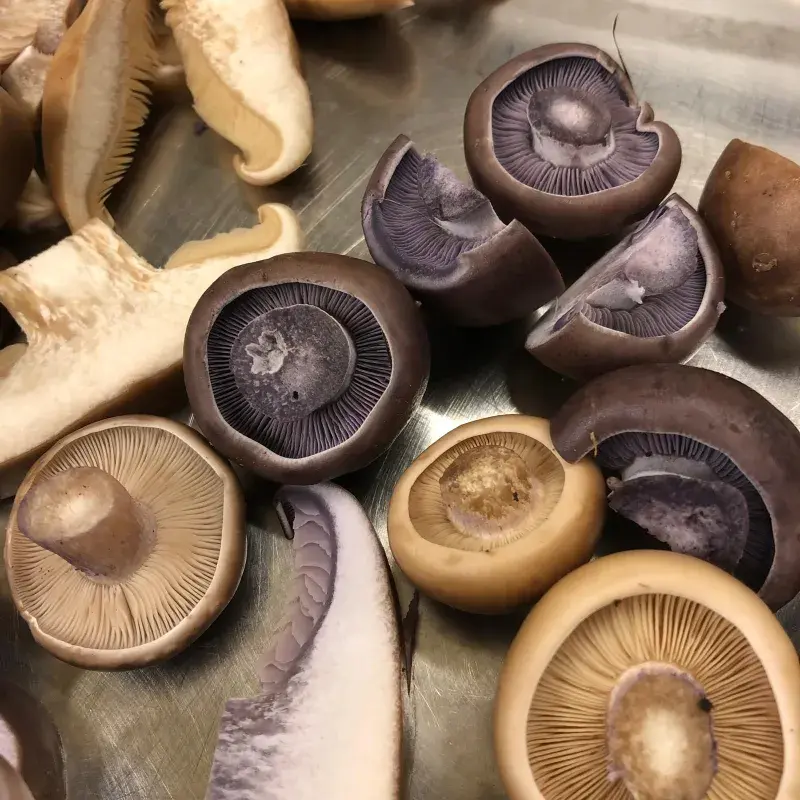 Čirůvka fialová a čirůvka dvoubarvá