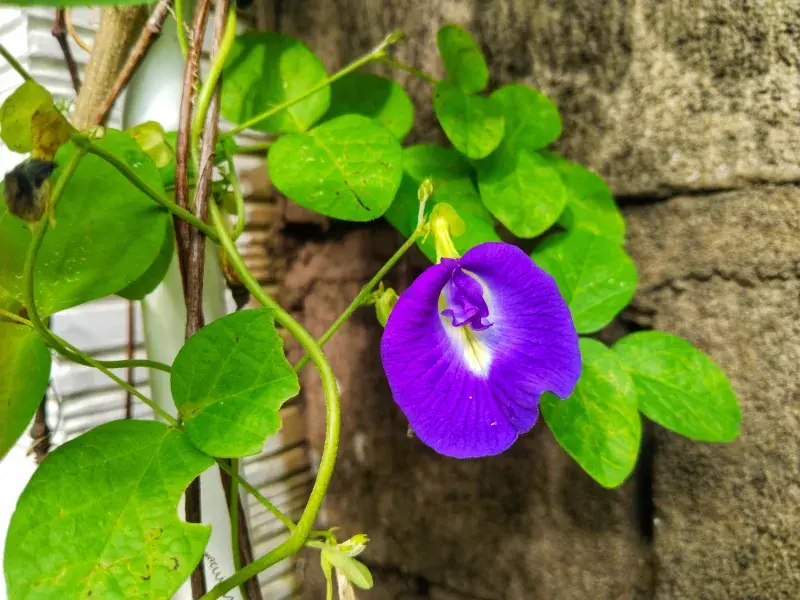 Květ klitorie je půvabný