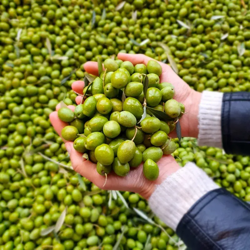 Úroda oliv je nižší