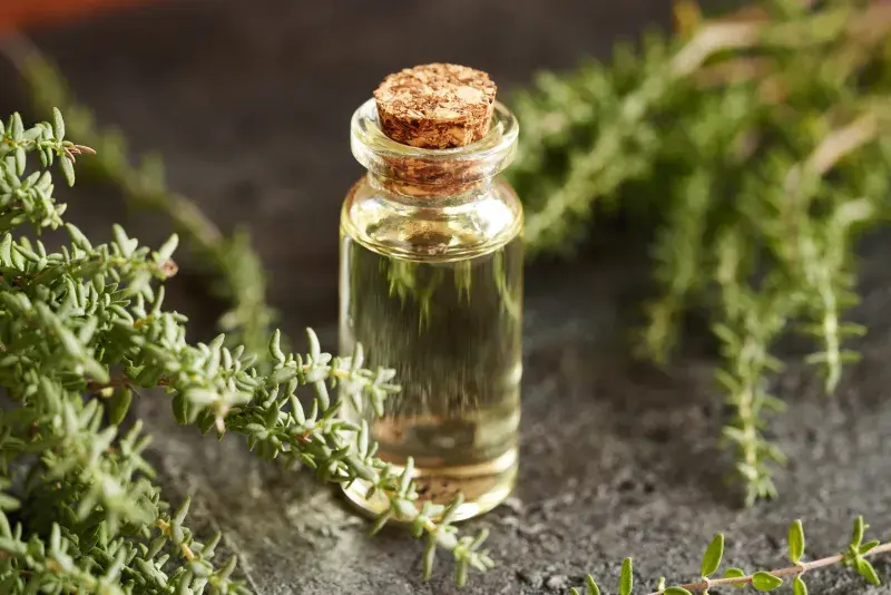 Tymianovy_olej_shutterstock_2518897471.jpg