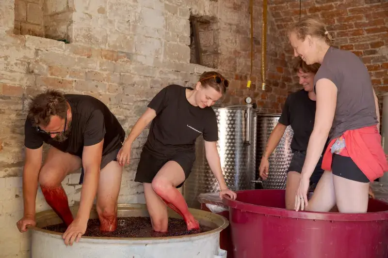 Naturální vína a tradiční postupy lisování bobulí jdou ruku v ruce