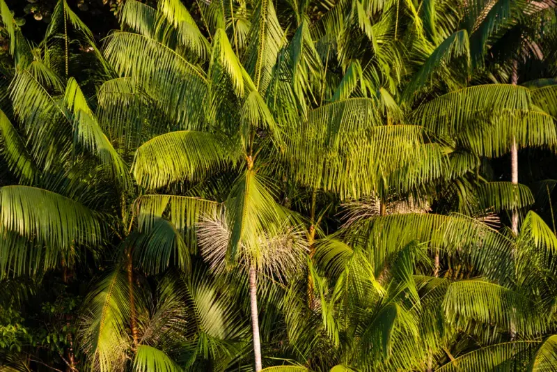 Brazislký prales a pěstování acai