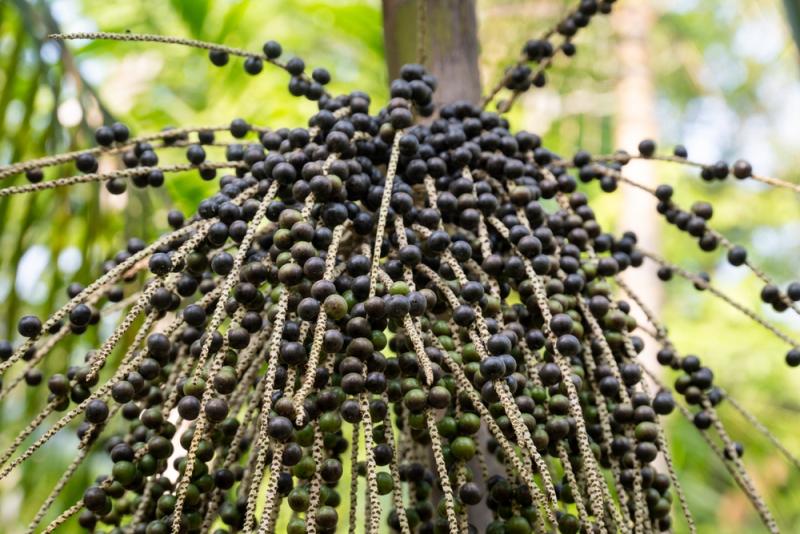 Acai