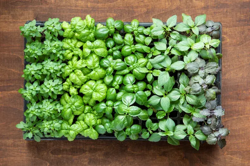 Různé typy bazalky: Zleva drobnolistá, toskánská, janovská, thajská a fialová