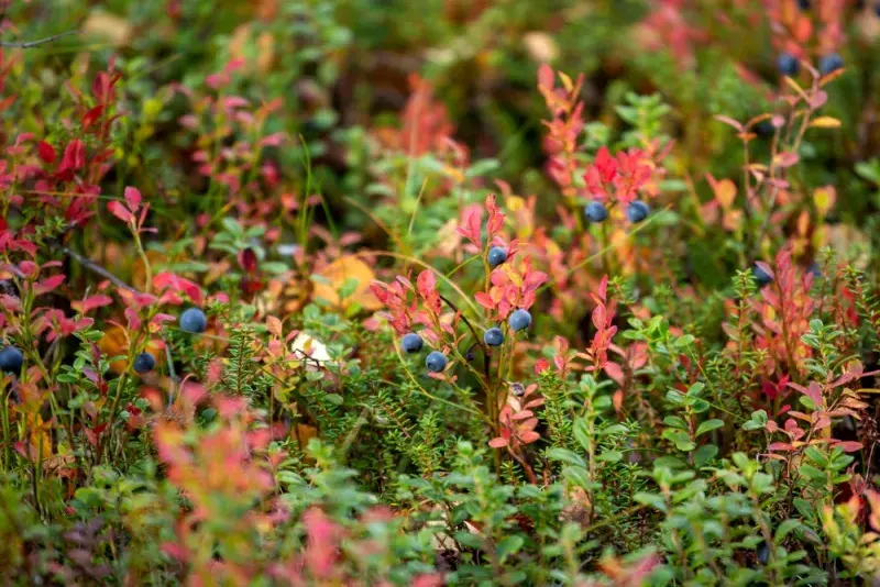 Zralé lesní borůvky