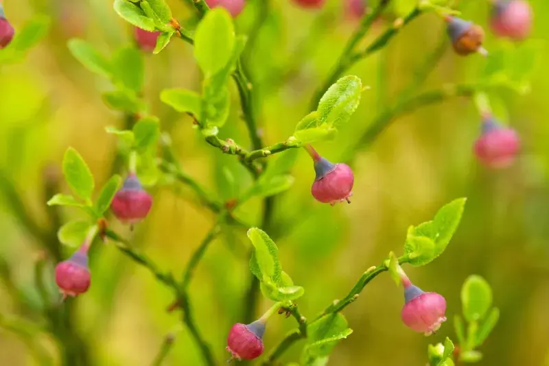 Nezralé borůvky připomínají růžové lampionky