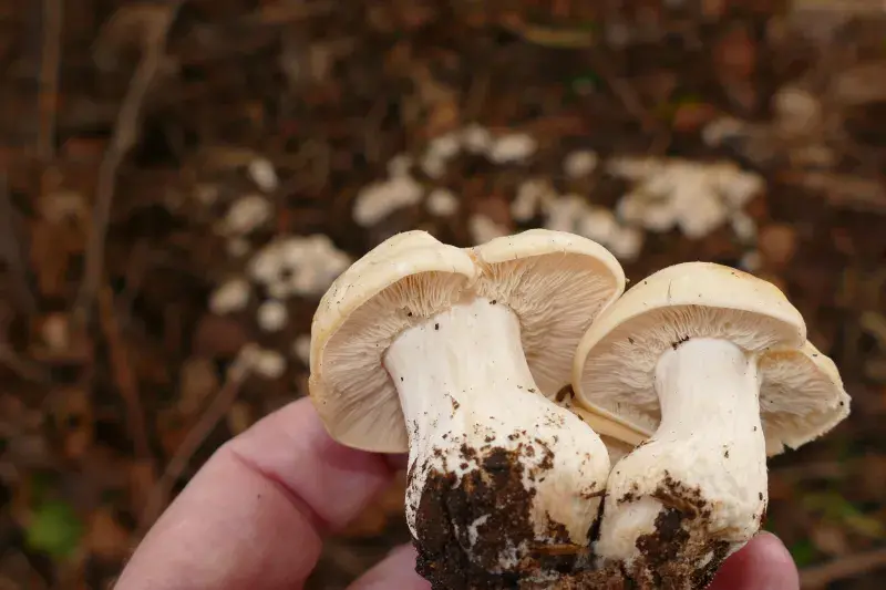 Čirůvka májovka