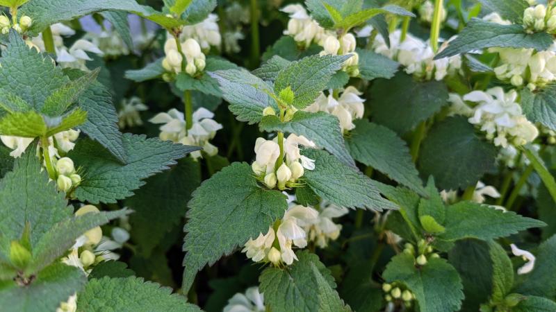 Hluchavka bílá (Lamium album)
