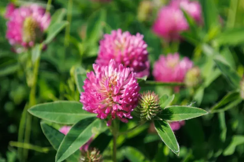 Jetel luční (Trifolium latense)