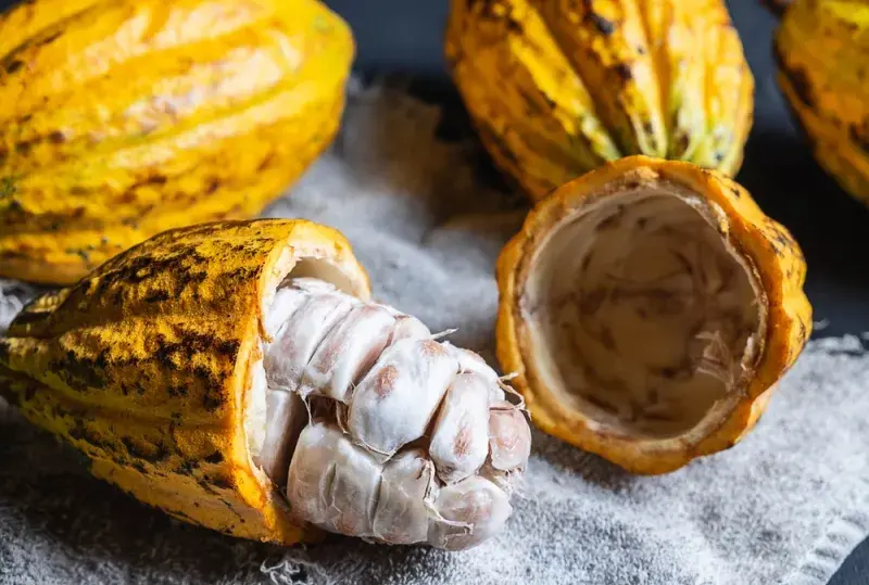 Otevřený plod kakaa