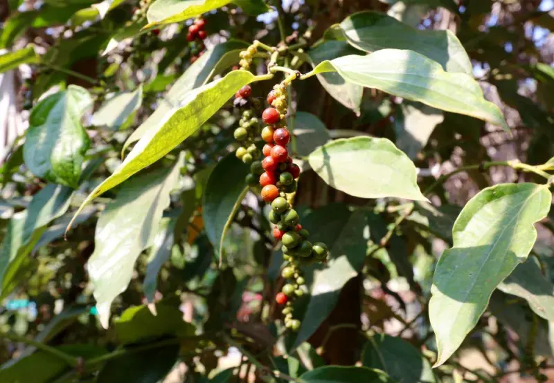 Kampotský pepř v různých stupních zralosti