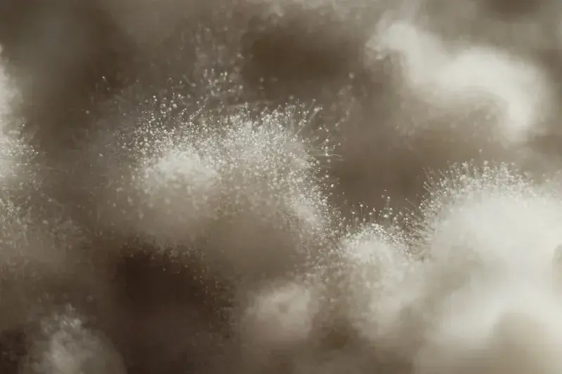 Koji – ušlechtilá plíseň, kolem které se už roky točí vše, co Kojibakers dělají