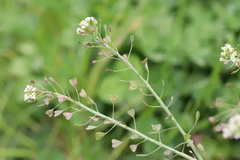 Kokoška pastuší tobolka (Capsella bursa-pastoris)