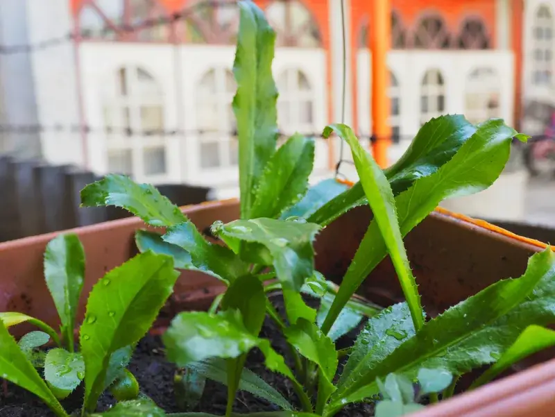 Máčka smrdutá (mexický koriandr)