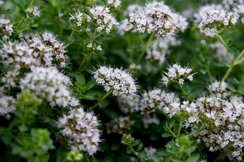 Majoránka lékařská, Origanum majoran, kvete víle až světle fialově