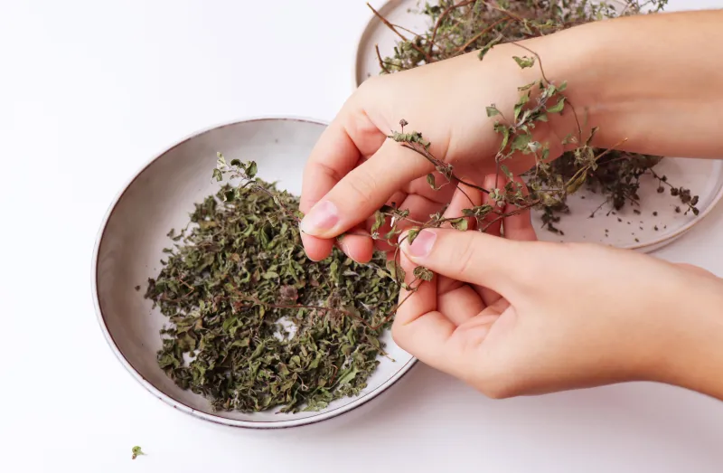 Nasušenou majoránku opatrně odrolte ze stonků