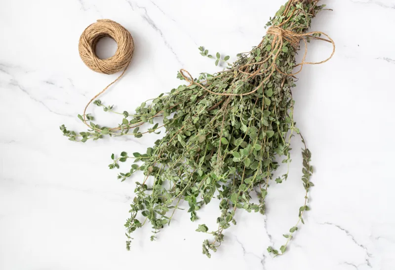 Majoránku sušte nejlépe ve svazcích, na suchém místě s dobrou cirkulací vzduchu