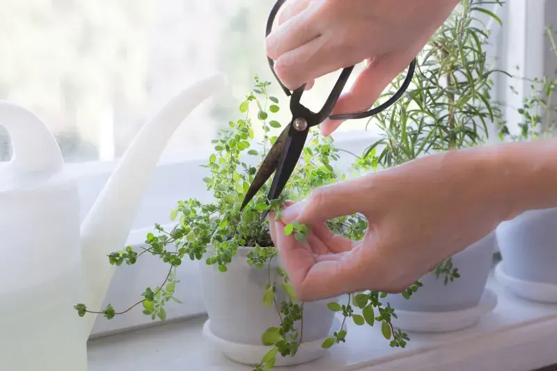 Majoránku můžete sklízet i 3x ročně, vždy krásně obroste