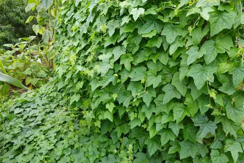 Cucamelon miluje oporu, dokáže vytvořit plodící zelený plot