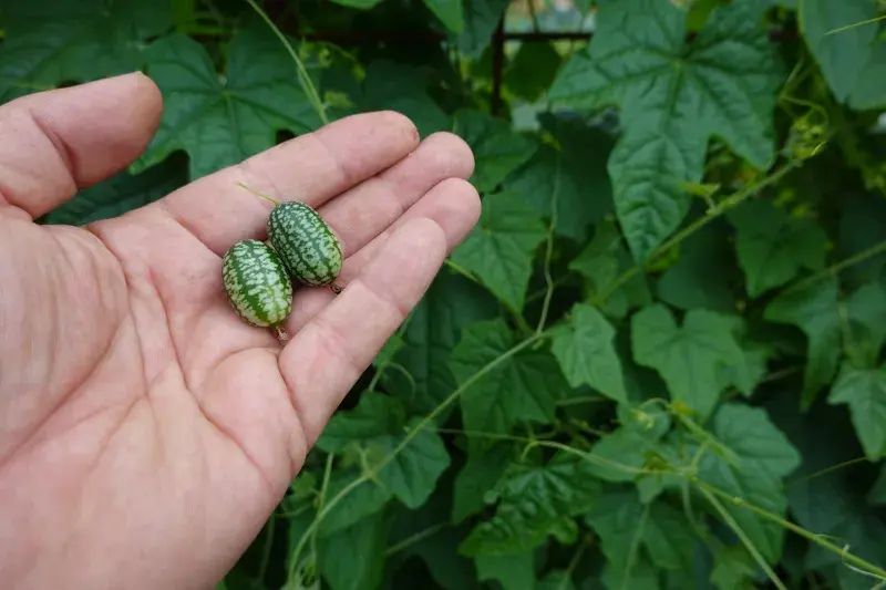 Zralé mouse melon mají velikost cherry rajčátek, stopkou a barvou trochu připomínají angrešt