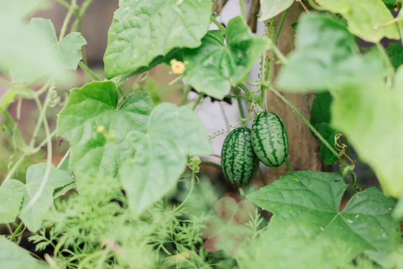 Okurkové listy a květy, stonky pnoucí se jako liány a plody roztomilých mini melounků, to je mouse melon