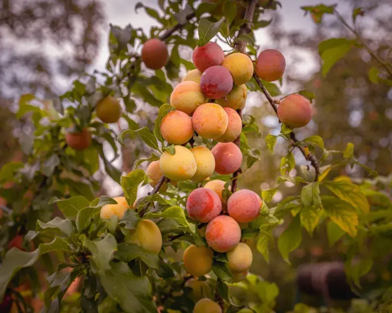 Slivoň mirabelka (mirabelle plum, Prunus domestica subsp. syriaca)