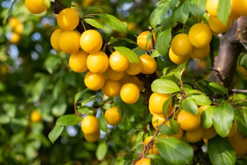 Slivoň mirabelka (mirabelle plum, Prunus domestica subsp. syriaca)