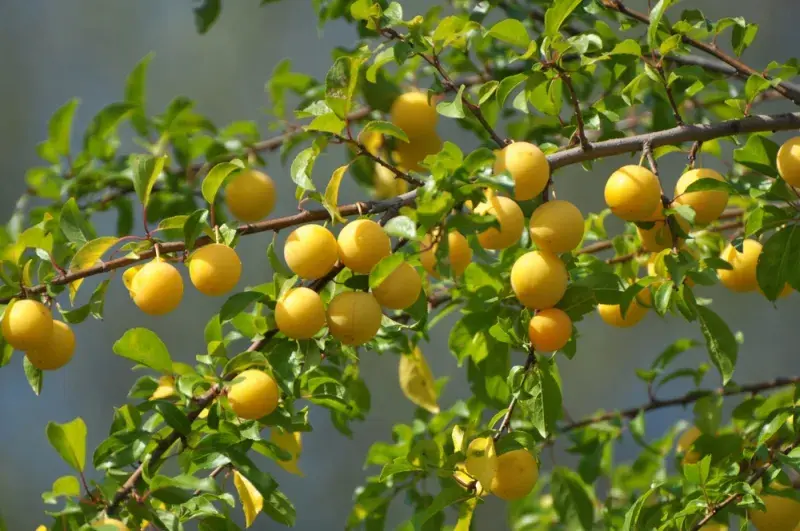 Slivoň myrobalán (cherry plum, Prunus cerasifera)