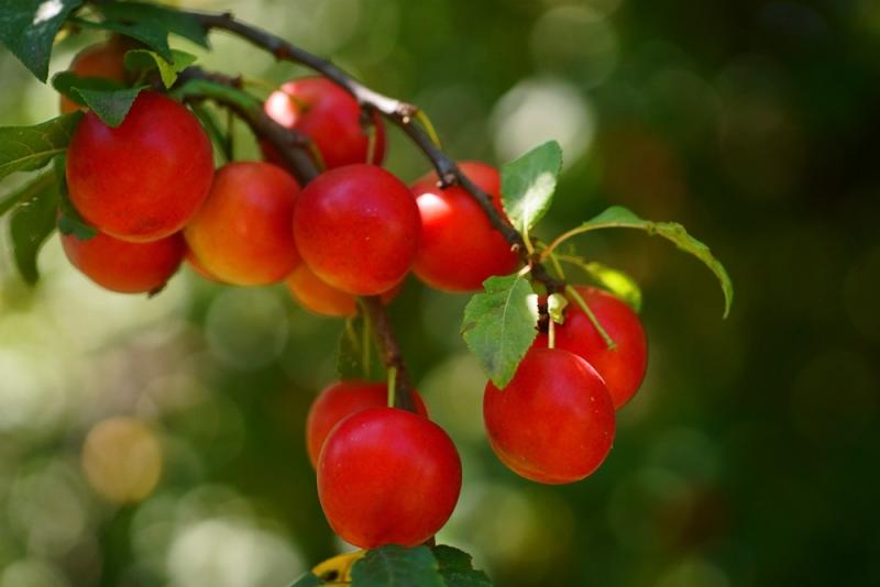 Slivoň myrobalán (cherry plum, Prunus cerasifera)