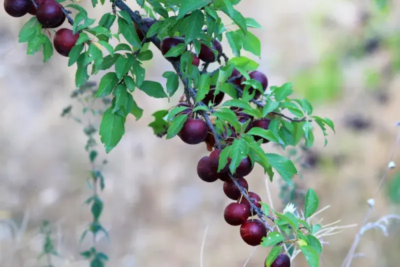Slivoň myrobalán (cherry plum, Prunus cerasifera)